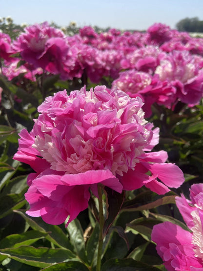 'HE'S MY STAR' Peony (Paeonia x lactiflora 'hes my star')