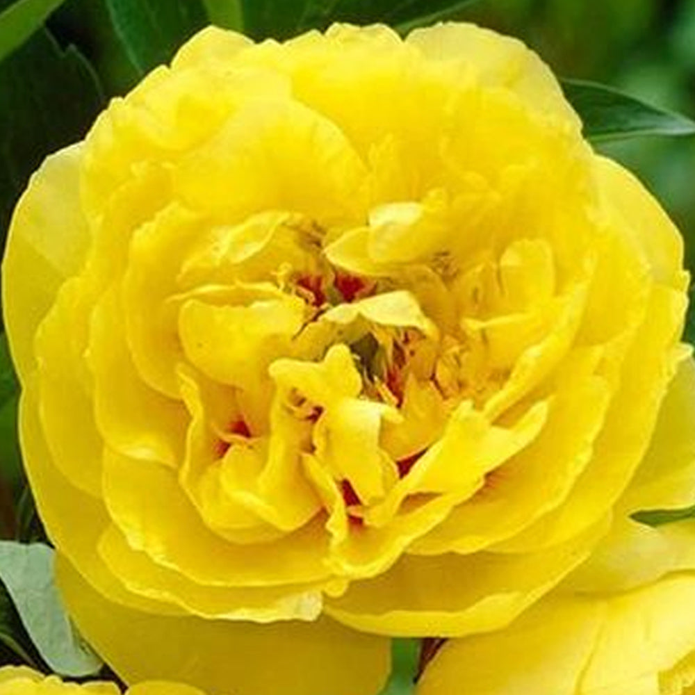 'YELLOW CROWN' Itoh Peony (Paeonia x intersectional 'yellow crown')
