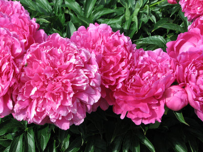 'PRINCESS MARGARET' Peony (Paeonia x lactiflora 'princess margaret')