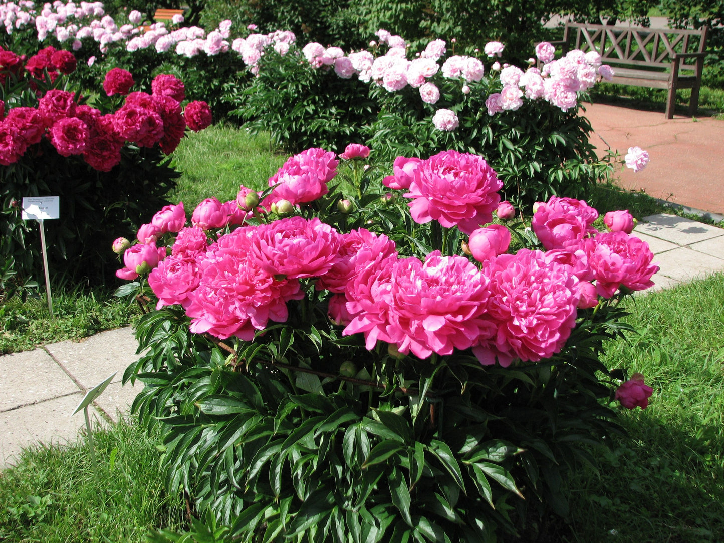 'PRINCESS MARGARET' Peony (Paeonia x lactiflora 'princess margaret')