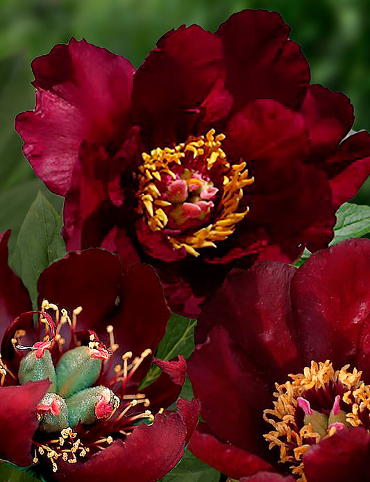 'LAFAYETTE ESCADRILLE' Itoh Peony (Paeonia x intersectional 'lafayette escadrille')