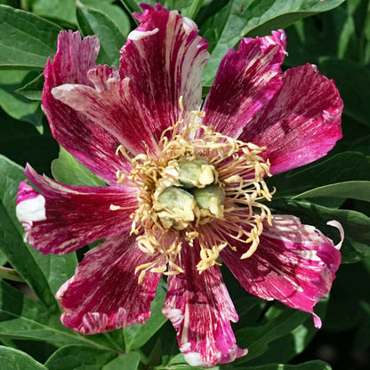 'BAD HAIR DAY' Itoh Peony (Paeonia x intersectional 'bad hair day')