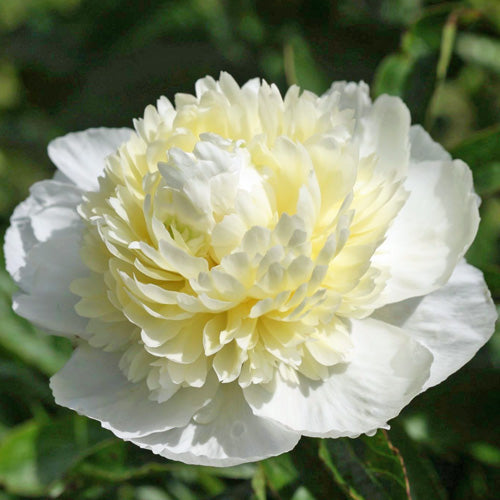 'CAROLINA MOON' Peony (Paeonia x lactiflora 'carolina moon ...