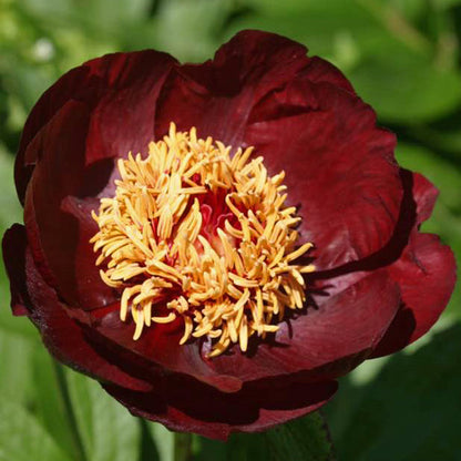 'CHOCOLATE SOLDIER' Peony (Paeonia x officinalis 'chocolate soldier')