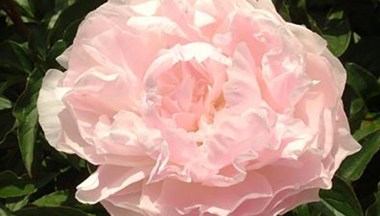 'COTTON CANDY' Peony (Paeonia x lactiflora 'cotton candy')