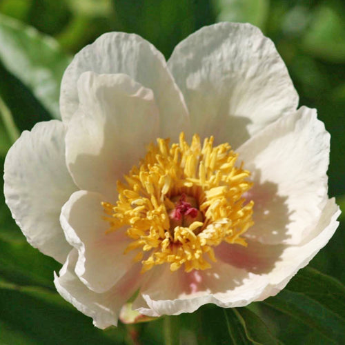 'DAWN GLOW' Peony (Paeonia x lactiflora 'dawn glow')