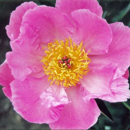 'DAWN PINK' Peony (Paeonia x lactiflora 'dawn pink')