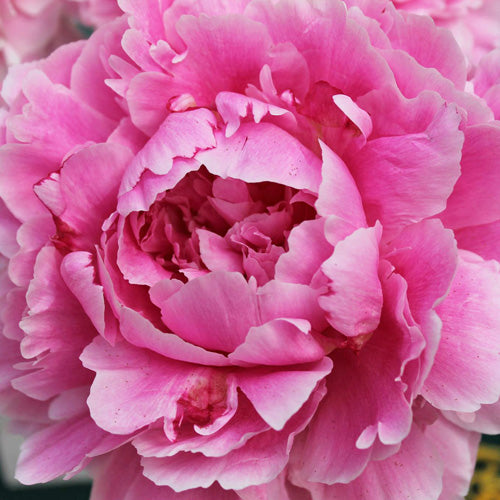 'DIANNE' Peony (Paeonia x lactiflora 'dianne')