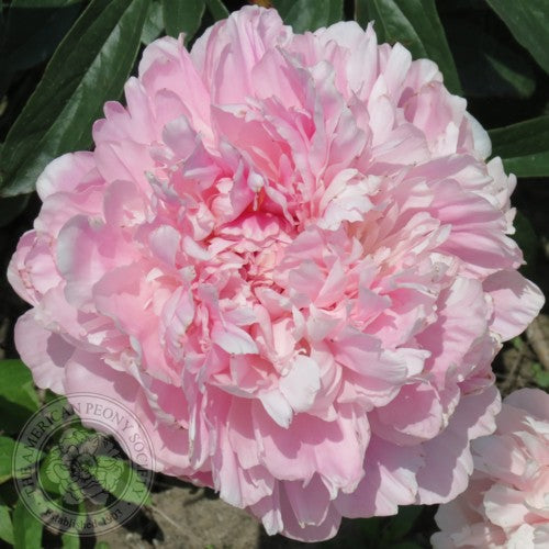 'DOLORODELL' Peony (Paeonia x lactiflora 'dolorodell')