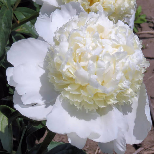 'EASTERN STAR' Peony (Paeonia x lactiflora 'eastern star')