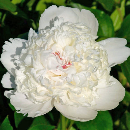 'FESTIVA SUPREME' Peony (Paeonia x lactiflora 'festiva supreme')