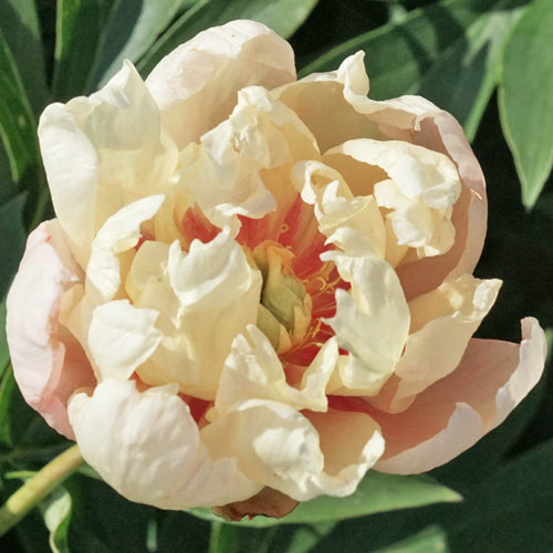 'FRUITY FLASH' Itoh Peony (Paeonia x intersectional 'fruity flash')