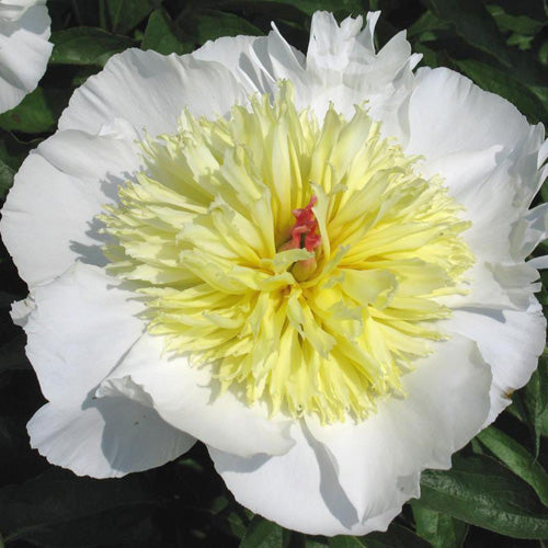 'GERTRUDE ALLEN' Peony (Paeonia x lactiflora 'gertrude allen')