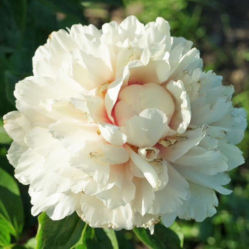 'HEAVENLY HINT' Peony (Paeonia x lactiflora 'heavenly hint')