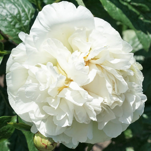 'HEAVENLY WHITE' Peony (Paeonia x lactiflora 'heavenly white')