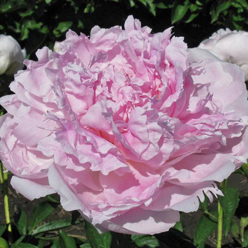 'HERMIONE' Peony (Paeonia x lactiflora 'hermione') – Champlain Peony ...