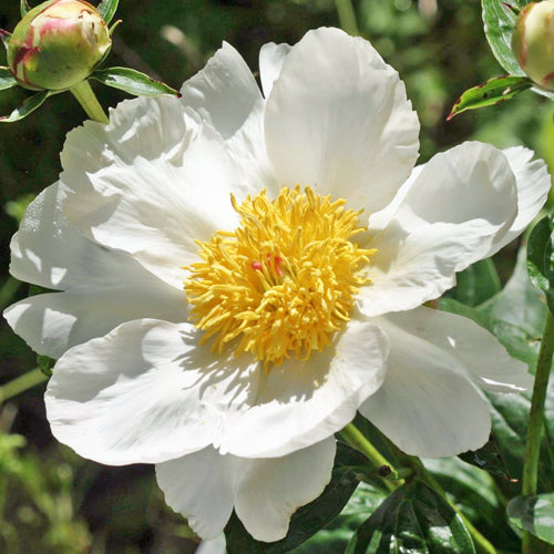 'IVORY ATLAS' Peony (Paeonia x lactiflora 'ivory atlas')