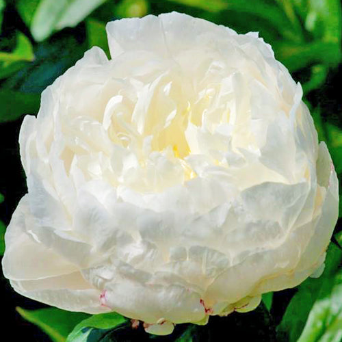 'JOSEPH CHRISTIE' Peony (Paeonia x lactiflora 'joseph christie')