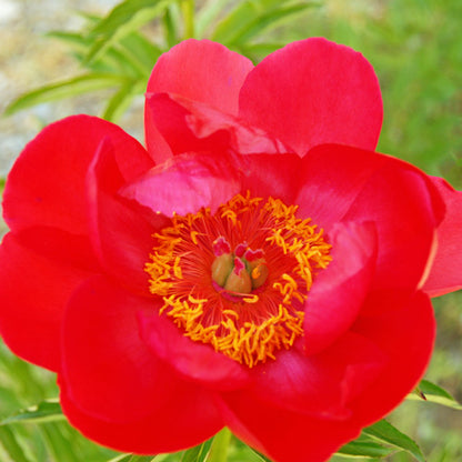 'JOYCE ELLEN' Peony (Paeonia x lactiflora 'joyce ellen')