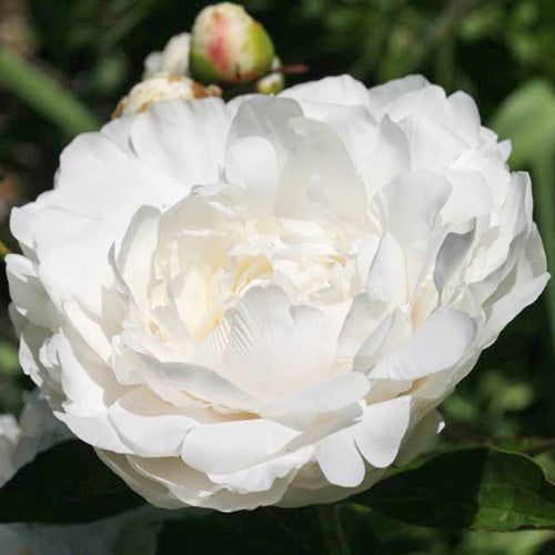 'K-NINA' Peony (Paeonia x lactiflora 'k-nina')