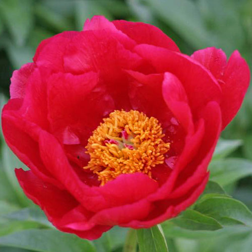 'KRISTIN JOY' Peony (Paeonia x lobada 'kristin joy')