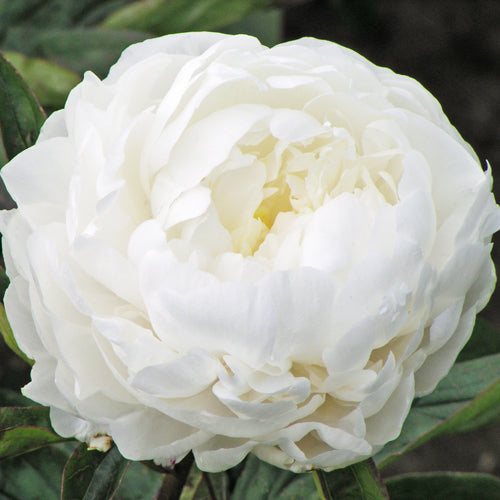 'LE CYGNE' Peony (Paeonia x lactiflora 'le cygne')