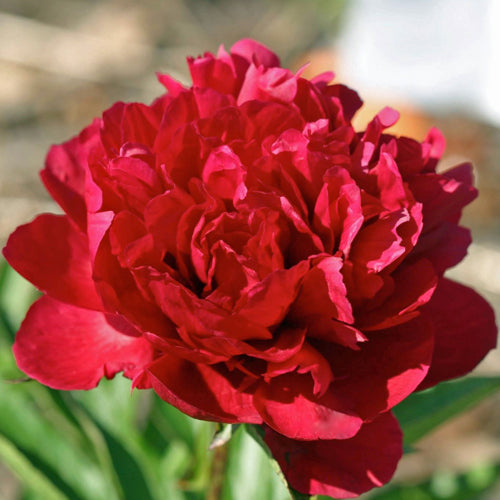 'LITTLE RED HEAD' Peony (Paeonia x lactiflora 'little red head')