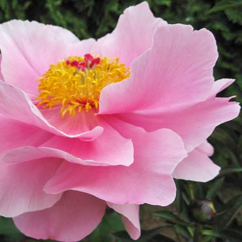 'LOTUS BLOOM' Peony (Paeonia x albiflora 'lotus bloom')