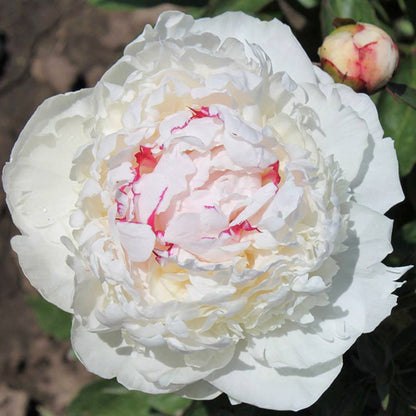'MADAME DE VERNEVILLE' Peony (Paeonia x lactiflora 'madame de verneville')