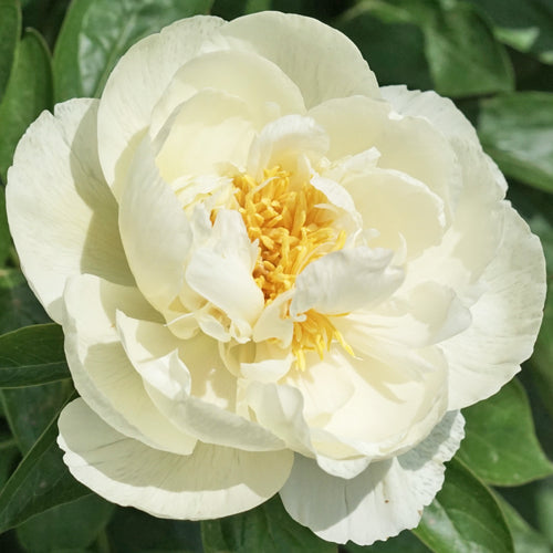 'MAJESTY'S LIGHT' Peony (Paeonia x lactiflora 'majesty's light')