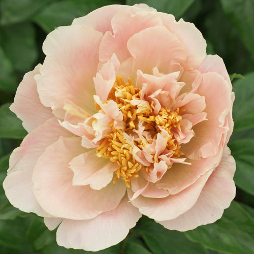 'MAJESTY'S SCEPTER' Peony (Paeonia x lactiflora 'majesty's scepter')