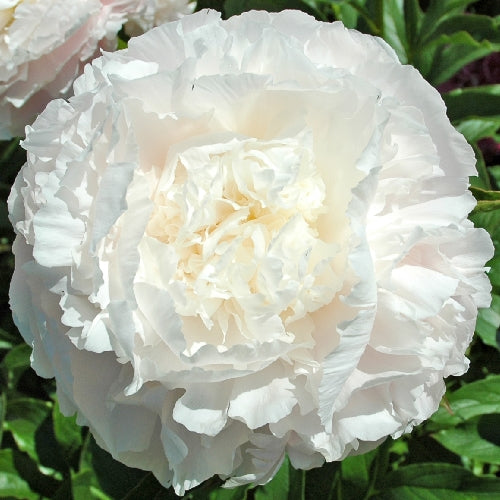 'MARGARET'S DELIGHT' Peony (Paeonia x lactiflora 'margaret's delight')