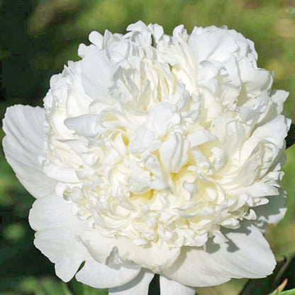 'MARSHMALLOW BUTTON' Peony (Paeonia x lactiflora 'marshmallow button')