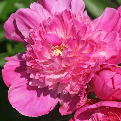 'PINK POM POM' Peony (Paeonia x lactiflora 'pink pom pom')