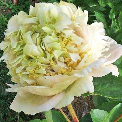 'QUITZIN' Peony (Paeonia x lactiflora 'quitzin') – Champlain Peony Company