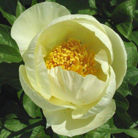 'ROY PEHRSON'S BEST YELLOW' Peony (Paeonia x lactiflora 'roy pehrson's best yellow')