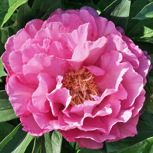 'RUFFLED FLASH' Itoh Peony (Paeonia x intersectional 'ruffled flash')