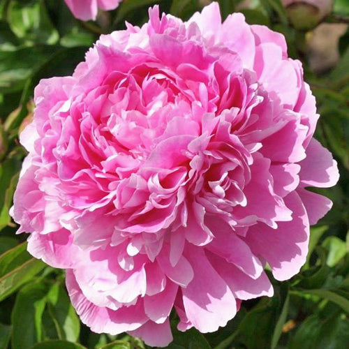 'RUTH COBBS' Peony (Paeonia x lactiflora 'ruth cobbs')