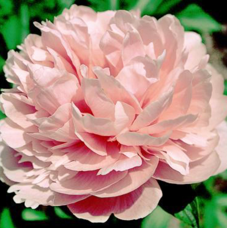 'SALMON GLORY' Peony (Paeonia x lactiflora 'salmon glory')