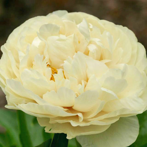 'SUNNY BOY' Peony (Paeonia x lactiflora 'sunny boy')