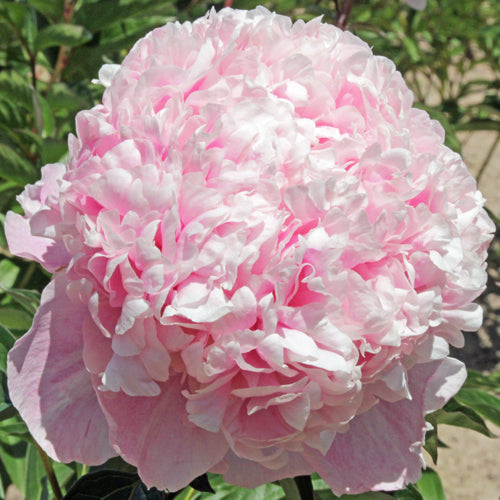 'SWEET 16' Peony (Paeonia x lactiflora 'sweet 16') – Champlain Peony ...