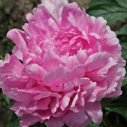 'VIVID ROSE' Peony (Paeonia x lactiflora 'vivid rose')