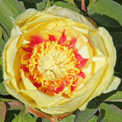 'YELLOW EMPEROR' Itoh Peony (Paeonia x intersectional 'yellow emperor')