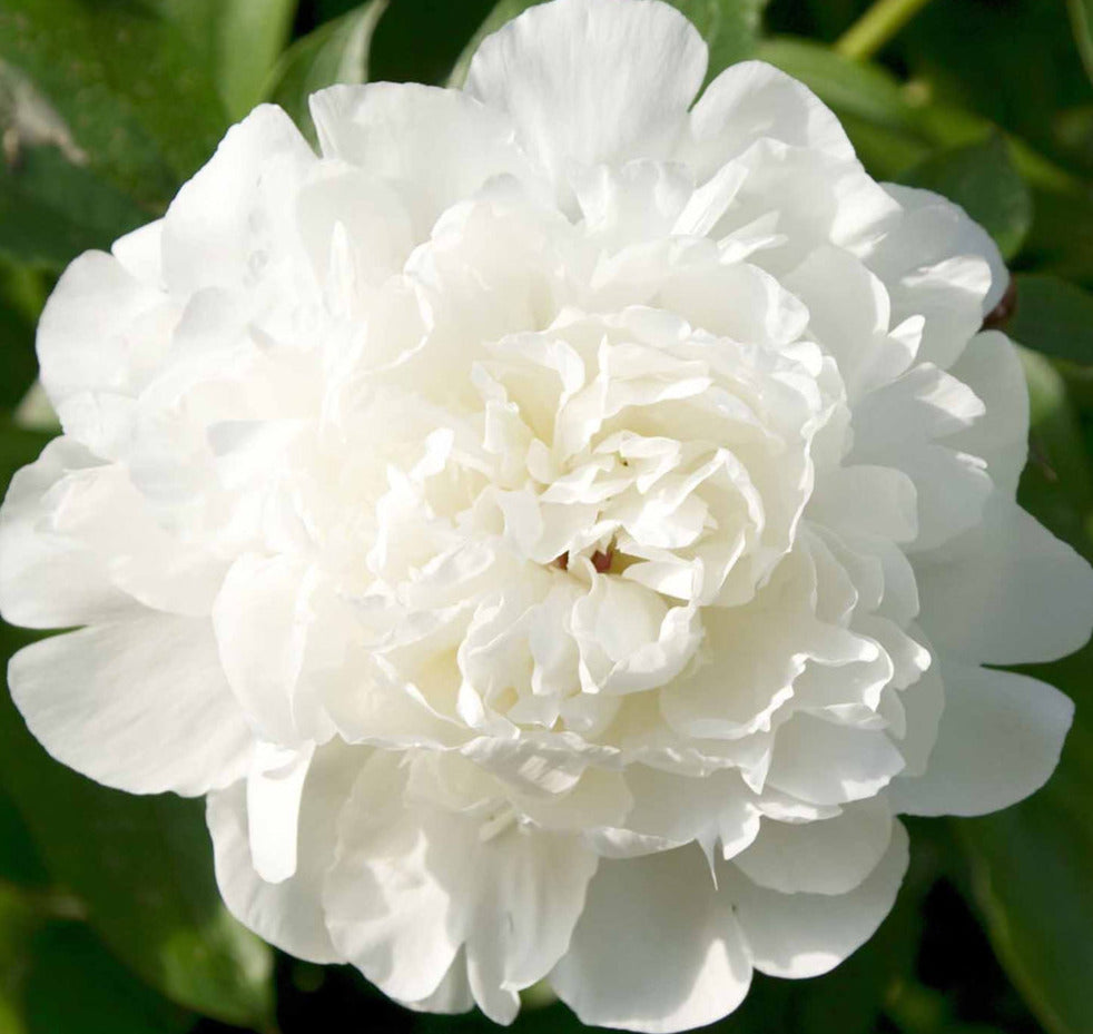 'PROJECT X' Peony (Paeonia x lactiflora 'project x')