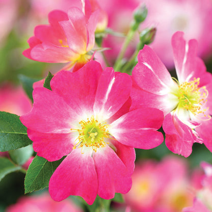 'PINK DRIFT' Shrub Rose (Rosa x 'pink drift')