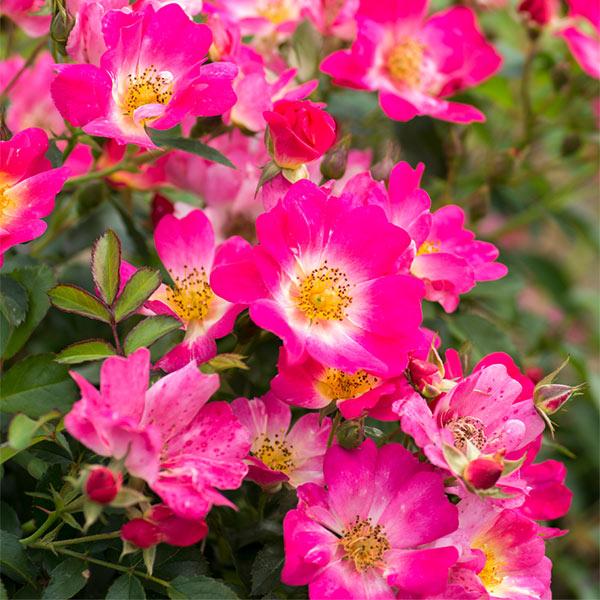'PINK DRIFT' Shrub Rose (Rosa x 'pink drift')