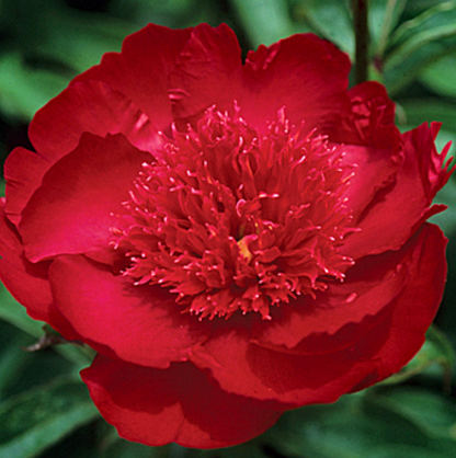 'PORT ROYALE' Peony (Paeonia x lactiflora 'port royale')