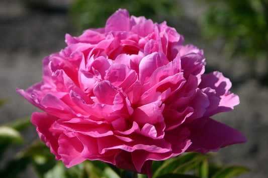 'PRINCESS MARGARET' Peony (Paeonia x lactiflora 'princess margaret')