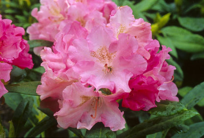 'YAKU PRINCE' Rhododendron (Rhododendron x yakushimanum 'yaku prince')