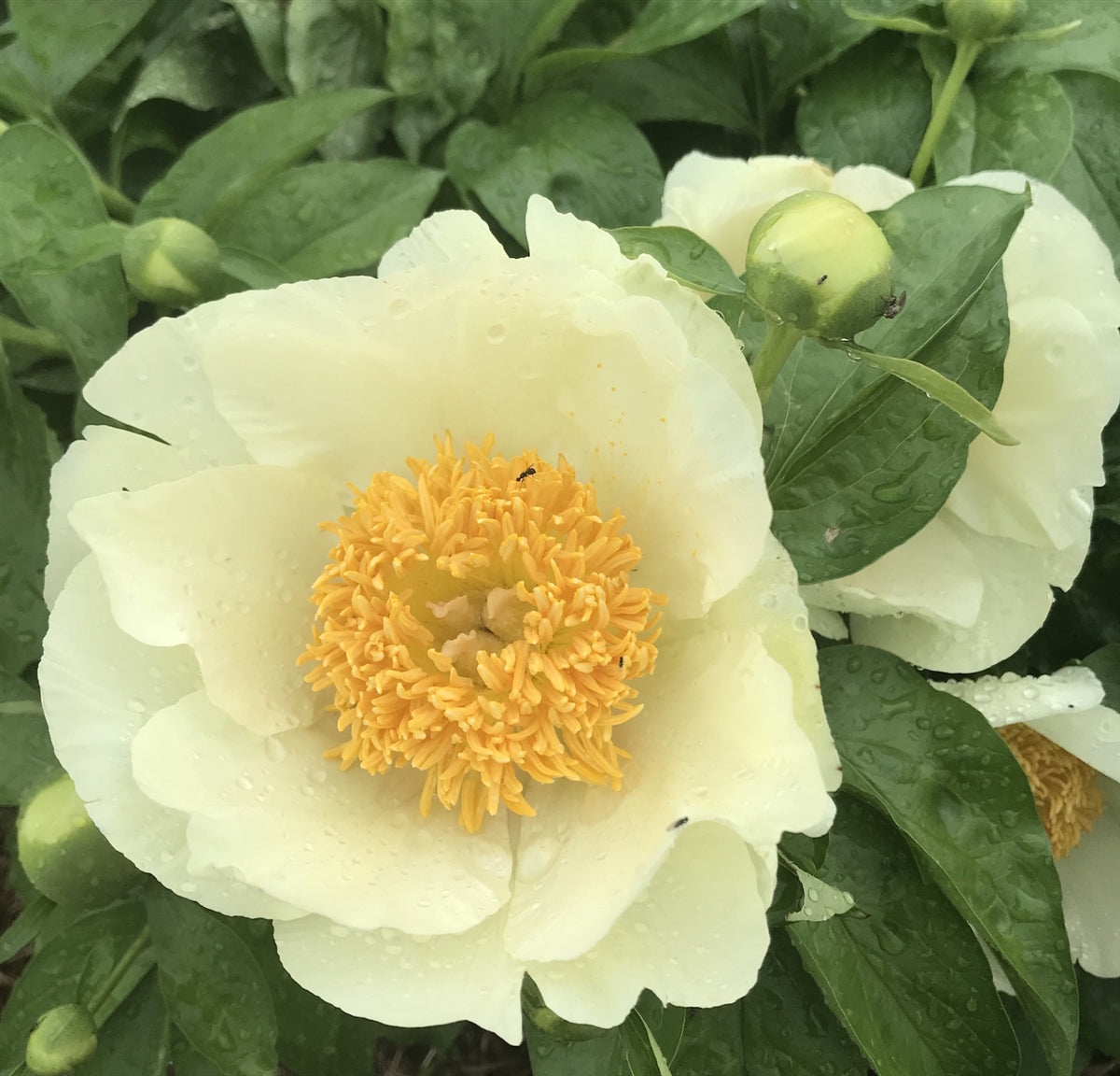 'ROY PEHRSON'S BEST YELLOW' Peony (Paeonia x lactiflora 'roy pehrson's best yellow')